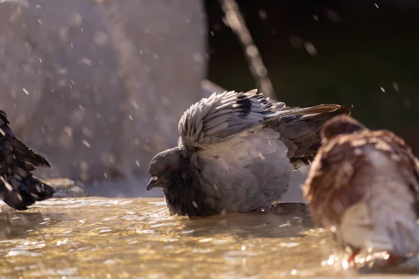 Pigeons Bathing Fountain City — Stock Photo, Image