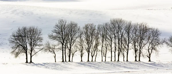 Árvores Fileira Maciço Sancy Departamento Puy Dome Auvergne Rhone Alpes — Fotografia de Stock