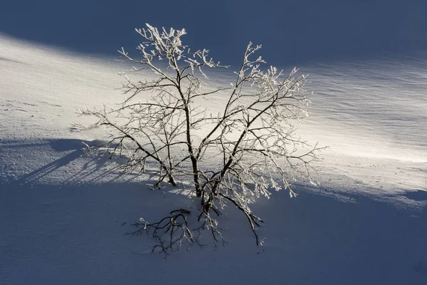 Neve Gli Alberi Innevati Nel Massiccio Del Sancy Dipartimento Puy — Foto Stock