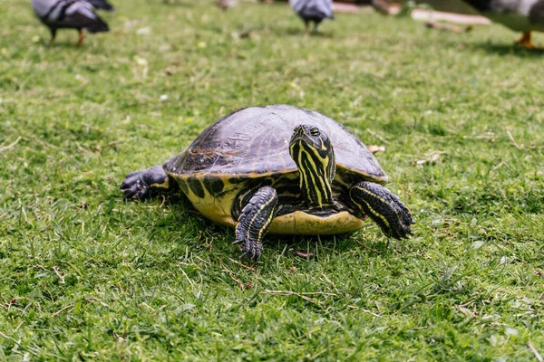 Tiro Close Uma Tartaruga Zoológico — Fotografia de Stock