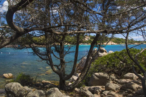 Closeup Shot Lazur Ocean Bay Trees Growing Next Big Rocks — Stock Photo, Image