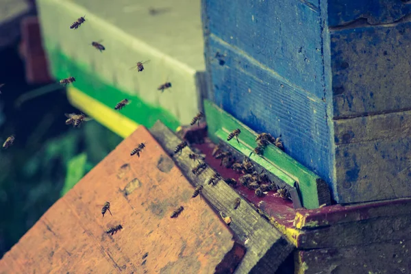 Primer Plano Abejas Volando Colmena Bajo Luz Del Sol Con —  Fotos de Stock