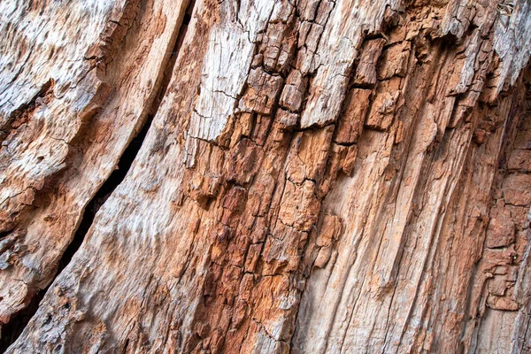 Een Closeup Van Een Oude Boom Sneed Dop Textuur — Stockfoto