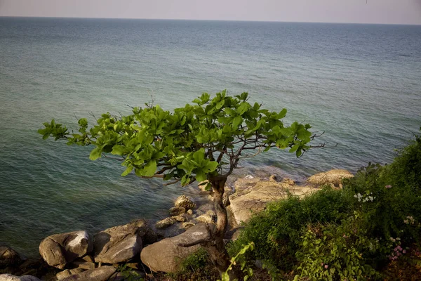 Высокоугольный Снимок Дерева Скалистом Берегу Моря — стоковое фото