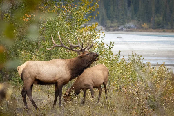 Alce Cervus Canadensis Zumbando Junto Río Bosque —  Fotos de Stock