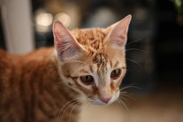 Eine Süße Und Entzückende Hauskatze Auf Einem Verschwommenen Bokeh Hintergrund — Stockfoto