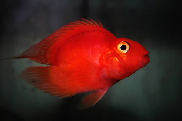 Een Closeup Van Een Rode Papegaai Vis — Stockfoto