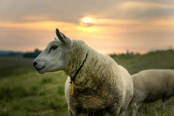 Výběrový Snímek Ovce Límcem Louce Během Západu Slunce — Stock fotografie