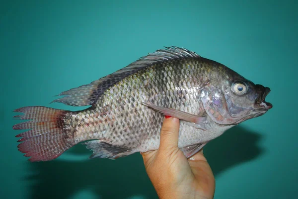 Een Menselijke Hand Die Tilapia Vis Tegen Een Groene Achtergrond — Stockfoto