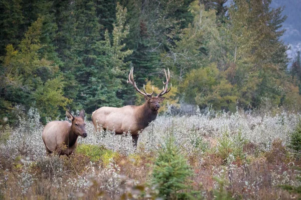 Taureau Wapiti Cervus Canadensis Dans Forêt — Photo