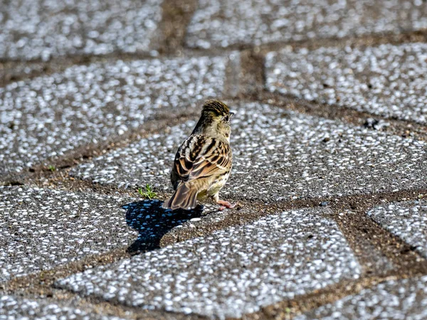 Nahaufnahme Einer Schwarzgesichtsammer Emberiza Spodocephala Auf Der Straße — Stockfoto