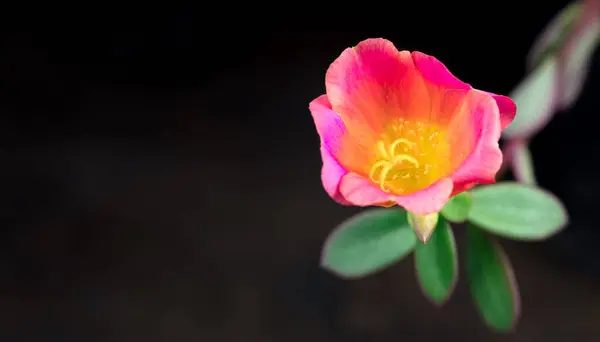 Ένα Κοντινό Πλάνο Ενός Ροζ Λουλουδιού Κίτρινο Μπουμπούκι Και Θολή — Φωτογραφία Αρχείου