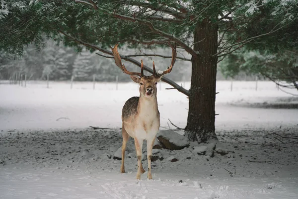 Nahaufnahme Eines Damhirsches Das Unter Dem Baum Auf Dem Verschneiten — Stockfoto