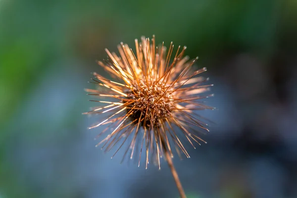 Een Close Shot Van Een Stekelige Cadillo Zaad Herfst — Stockfoto