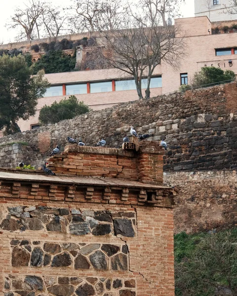 Vertical Brick Wall Pigeons Perching — Stock Photo, Image