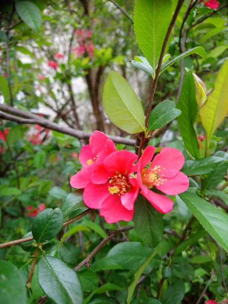 Egy Függőleges Lövés Gyönyörű Rózsaszín Virágok Virágzik Egy Fás Növény — Stock Fotó