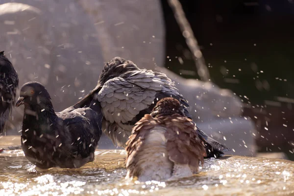 Pigeons Bathing Fountain City — Stock Photo, Image