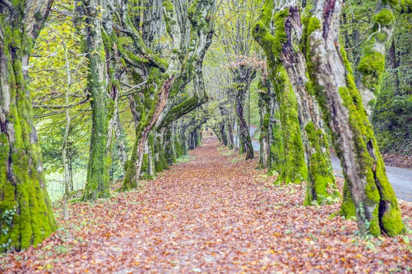 Path Autumn Leaves Surrounded Mossy Trees — Stock Photo, Image