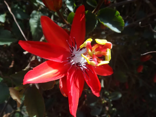 Közelkép Gyönyörű Scarlet Flame Passion Virágról Árnyékban — Stock Fotó