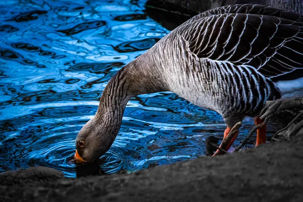 Gros Plan Une Eau Potable Mignonne Oie — Photo