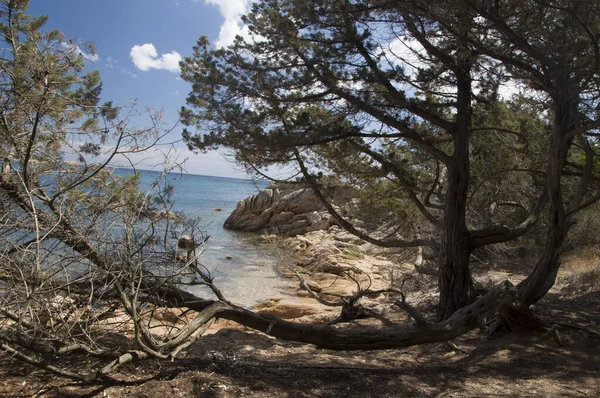 Primer Plano Una Playa Abandonada Con Árboles Creciendo Junto Grandes — Foto de Stock