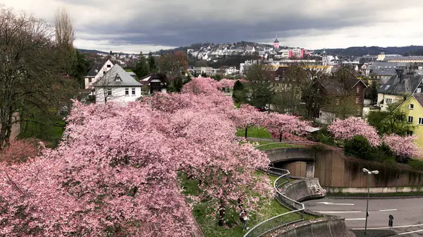 Μια Όμορφη Θέα Του Δρόμου Στην Πόλη Άνθη Κερασιάς Sakura — Φωτογραφία Αρχείου