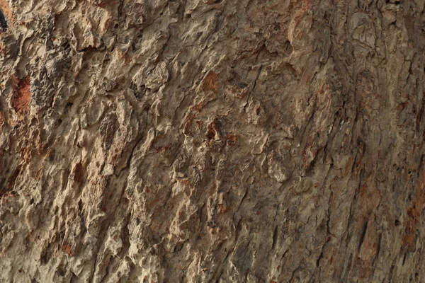 Closeup Shot Textured Bark Surface — Stock Photo, Image