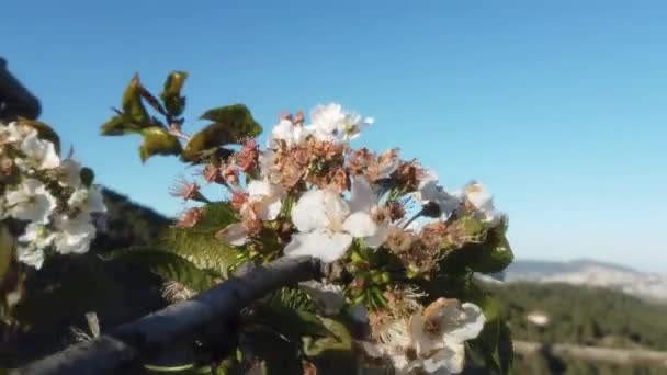 Piękne Botaniczne Ujęcie Naturalna Tapeta — Wideo stockowe