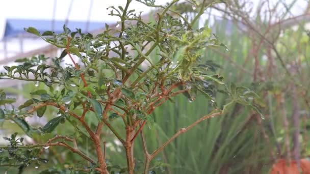 花园里一株植物的绿叶 — 图库视频影像
