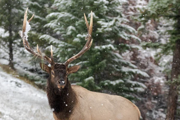 Retrato Alce Cervus Canadensis Floresta Inverno — Fotografia de Stock