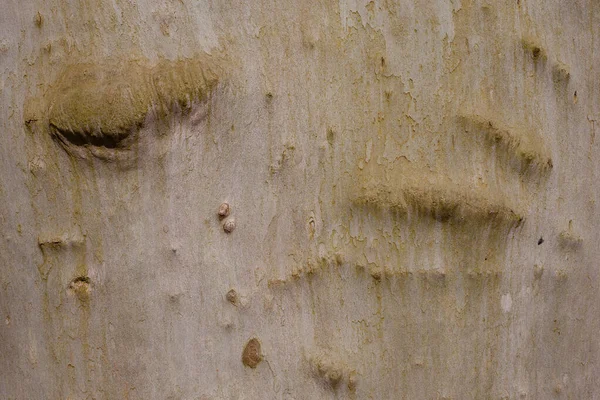 Ένα Κοντινό Πλάνο Ενός Παλιού Κορμού Δέντρου — Φωτογραφία Αρχείου
