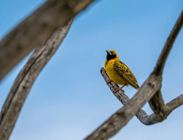 Een Close Shot Van Een Kleine Gele Vogel Neergestreken Een — Stockfoto