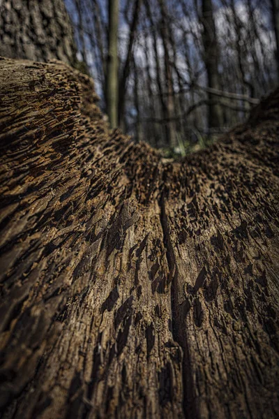 Plan Vertical Des Détails Tronc Arbre Dans Les Bois — Photo