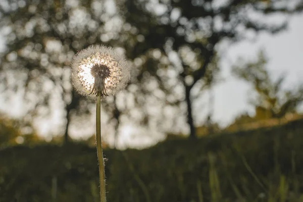 Closeup Shot Ripe Dandelion Field Again Blurred Background — Stock Photo, Image