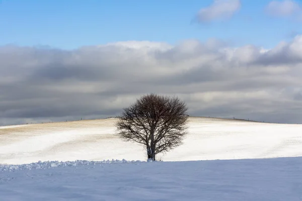 Árvore Isolada Inverno Auvergne Rhone Alpes França — Fotografia de Stock