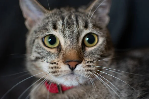 Ett Porträtt Vacker Grön Ögd Grå Katt Med Röd Krage — Stockfoto