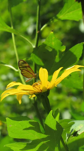 黄色の野の花に美しいミルクウィード蝶のクローズアップショット — ストック写真