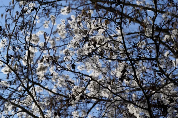 Primer Plano Hermoso Árbol Sakura Blanco Durante Día — Foto de Stock