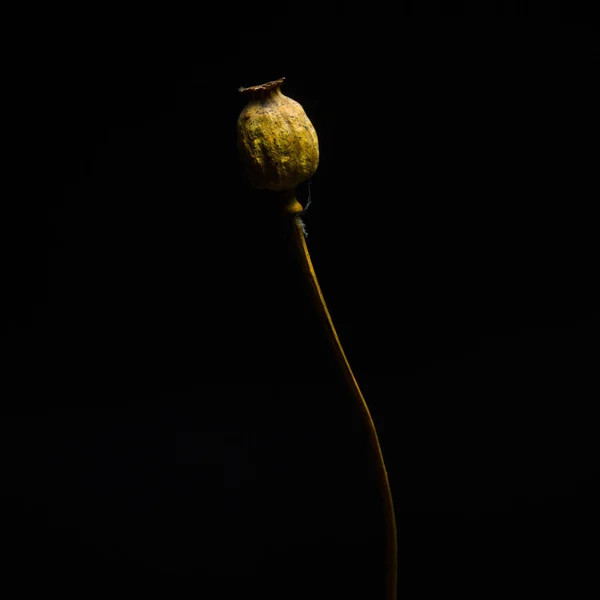Head Oriental Poppy Isolated Black Background — Stock Photo, Image