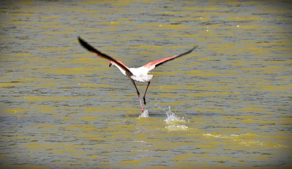 Grande Flamingo Selvagem Phoenicopterus Roseus Decolando Voo Sobre Águas Salobras — Fotografia de Stock