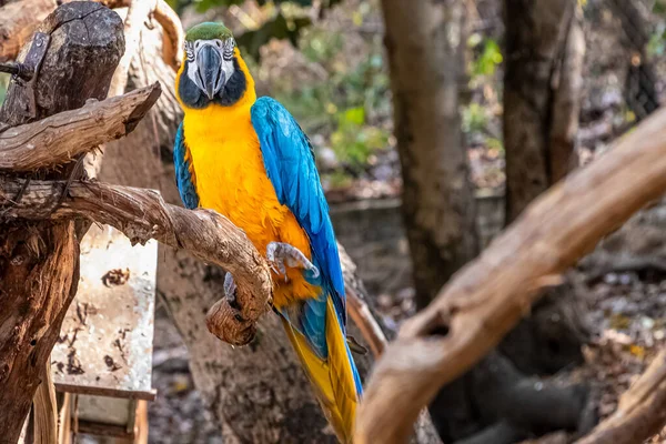 Een Close Shot Van Een Ara Ara Neergestreken Een Tak — Stockfoto