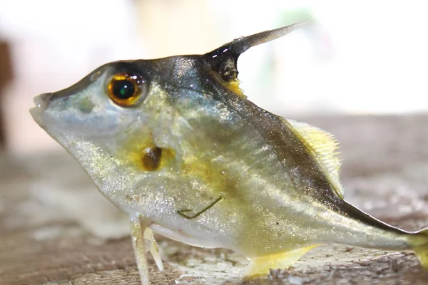 Närbild Kortnosad Stativ Fisk Triacanthus Biaculeatus — Stockfoto
