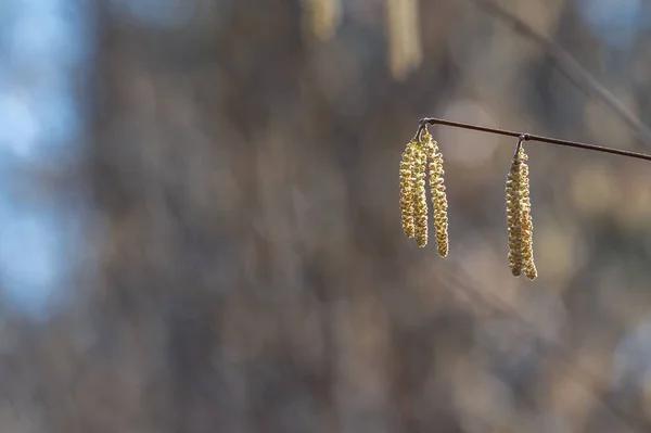 Selektiv Fokus Hasselnöt Örhänge Blommor Ett Träd Gren Mot Suddig — Stockfoto