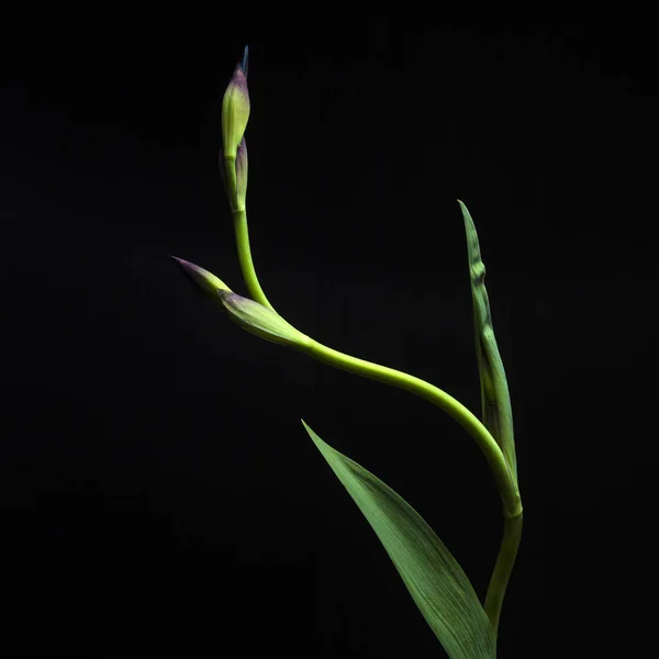 黒い背景に孤立した菖蒲の花 — ストック写真