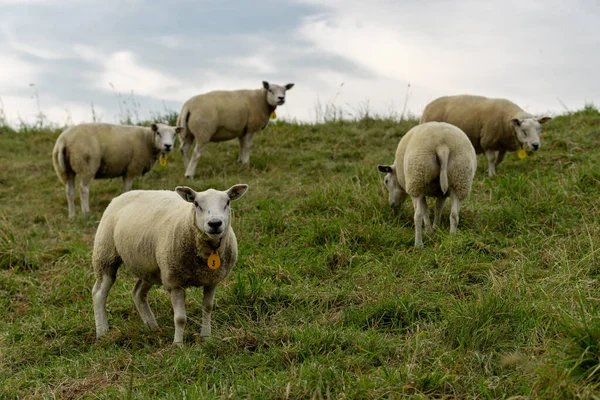 Bel Colpo Pecora Pascolo Nel Prato — Foto Stock