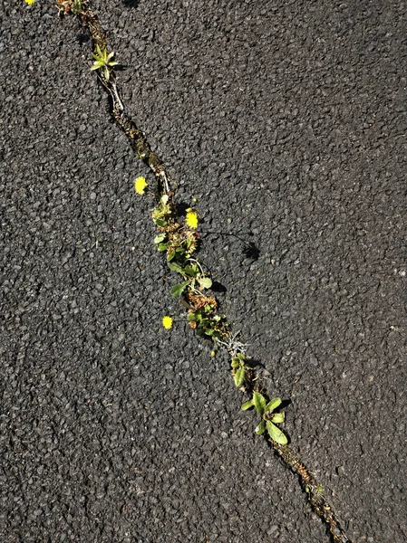 Eine Vertikale Aufnahme Von Unkraut Und Wildblumen Die Durch Risse — Stockfoto