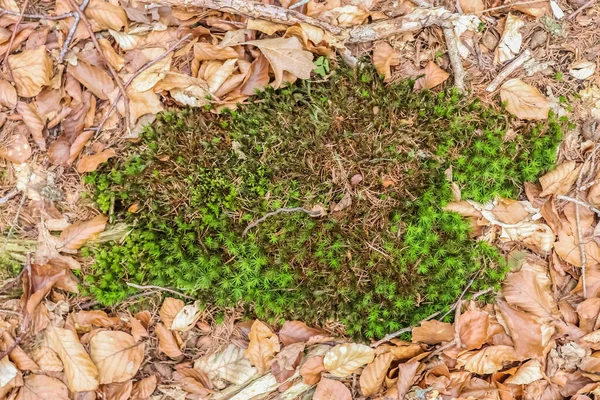 Een Oppere Uitzicht Van Mossen Bedekt Met Gedroogde Bladeren Grond — Stockfoto