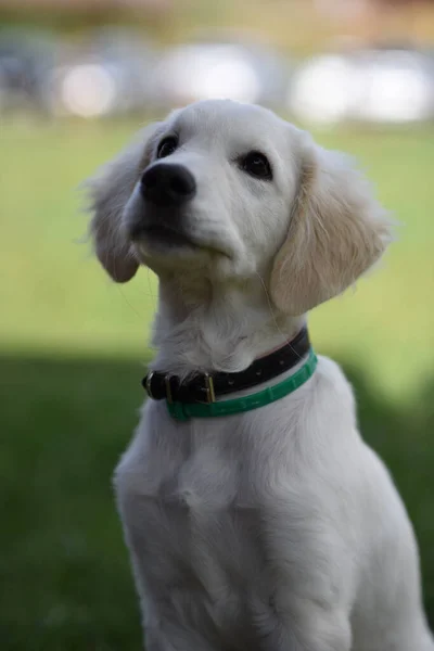 Eine Vertikale Aufnahme Eines Entzückenden Golden Retriever Welpen Der Einem — Stockfoto