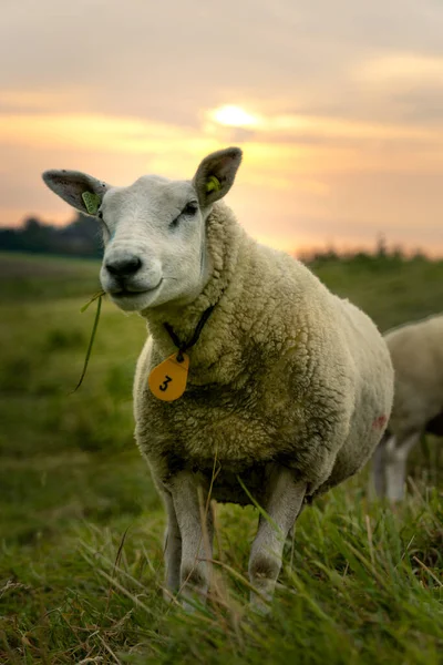 Selektive Fokusaufnahme Eines Schafes Mit Halsband Mit Der Nummer Drei — Stockfoto