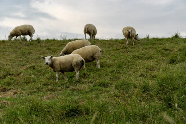 Bel Colpo Pecora Pascolo Nel Prato — Foto Stock